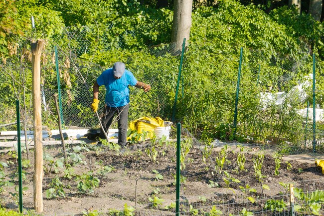 Volunteers harvest fresh produce at Tivoli Lake Preserve’s community farm.