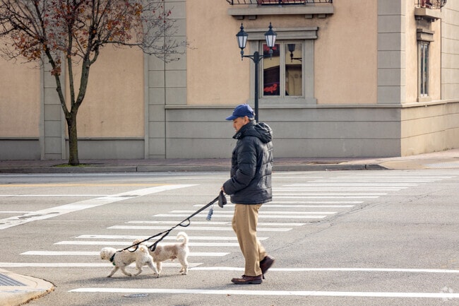 Take your dog for a walk in the neighborhood in Mineola.