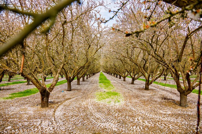 See the beautiful almond blossoms near Del Rio, Ca.