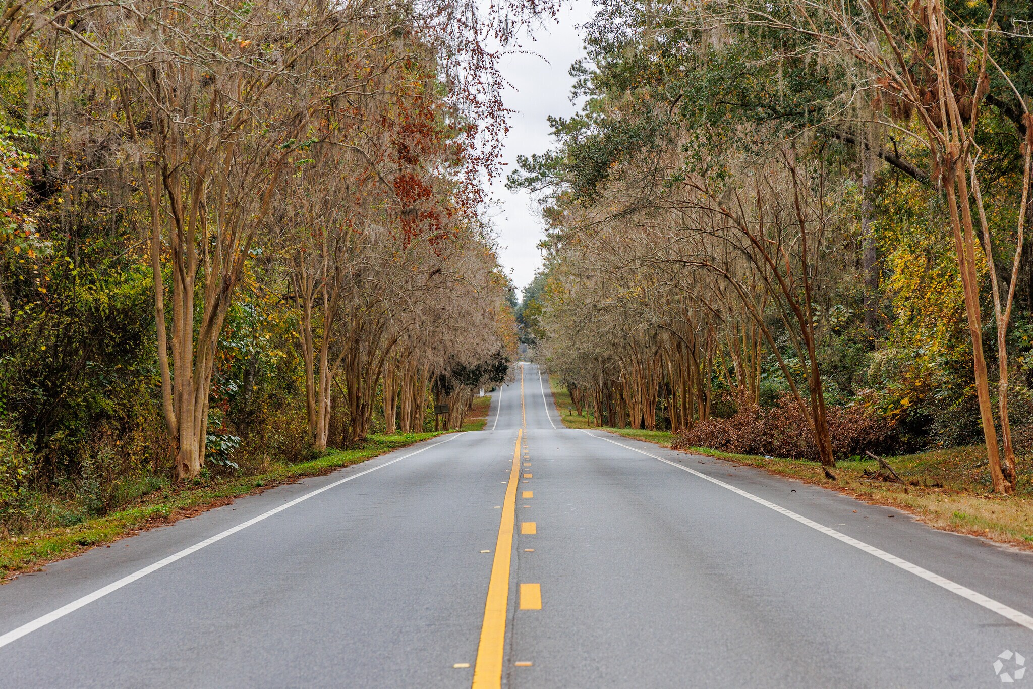 Tree-lined canopy roads make the drive through Miccosukee feel like a day in the country.