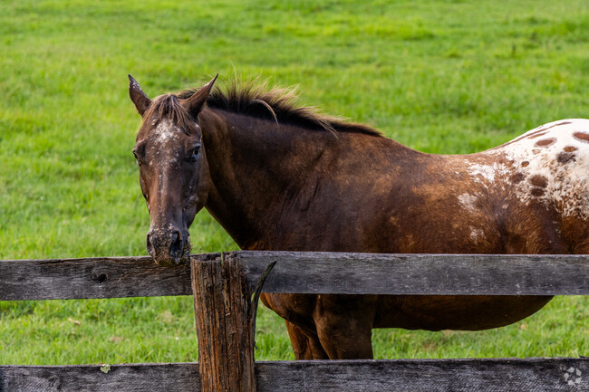 Much of Ashcroft is home to horses.