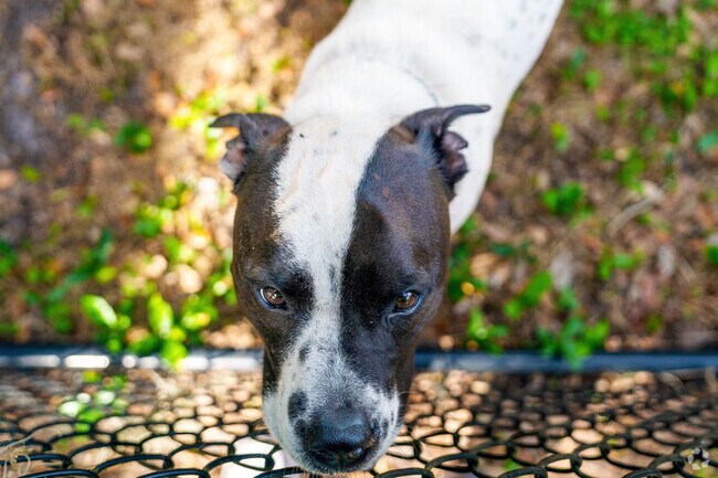 Beck Ranch Park in Osteen is a favorite play area for dogs.