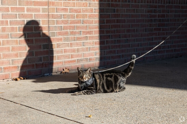 A friendly feline soaks up the sun in Whittenton.
