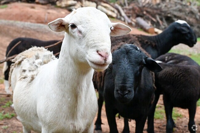 Farmers Market located in Odenville has animals for everyone to see.