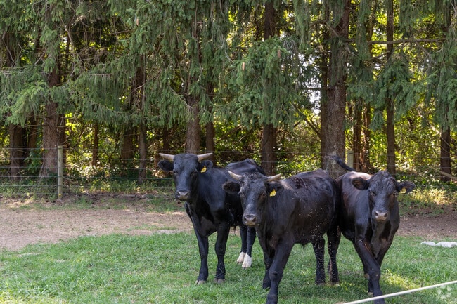 The local livestock is even friendly in Upper Freehold.