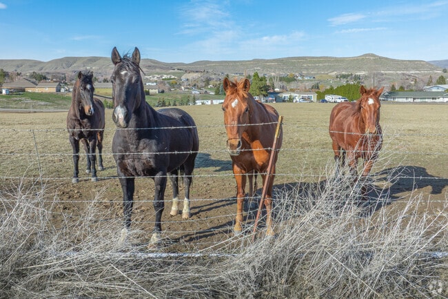 Many Selah residents own livestock and live relatively rural lifestyle.