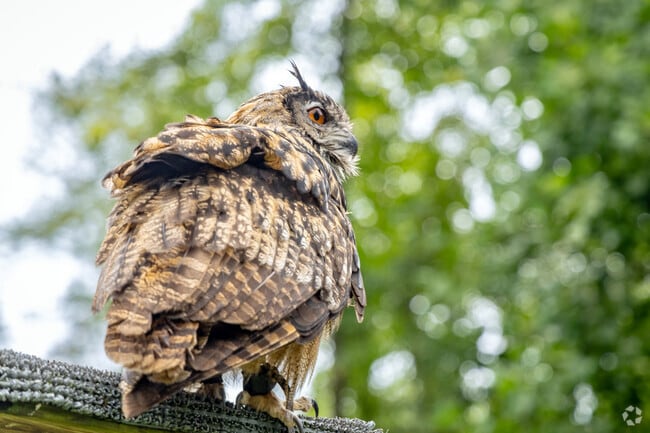 The Owl takes the stage at the Sky Kings Falconry show at the NY Renaissance Faire held annually just a short drive from Kiryas Joel.