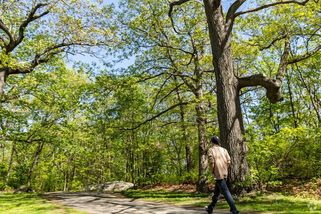 Enjoy walking under the towering oaks through Dorchester Park in West Codman Hill-West Lowe.