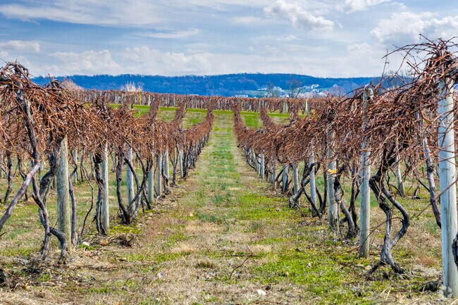 Seemingly endless vineyards make up a large swath of Harborcreek's landscape.