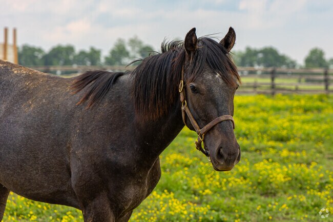 The equine industry is prevalent throughout the Clifton-McKees Crossroads neighborhood.
