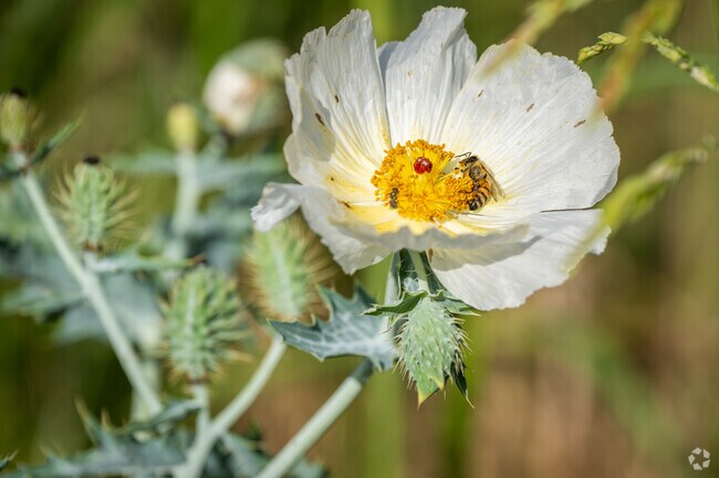 Color and life come together in bloom at Abilene State Park’s natural beauty spots.