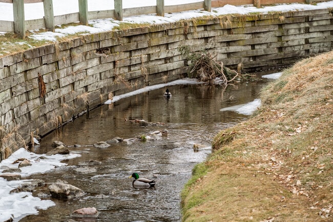 Wildlife flourishes around McIntyre Gulch, a natural waterway in Creighton.