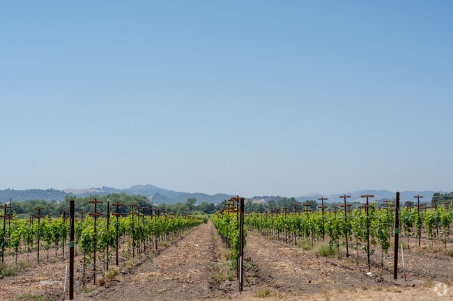 There are plenty of vineyards and wineries to visit in Geyserville.