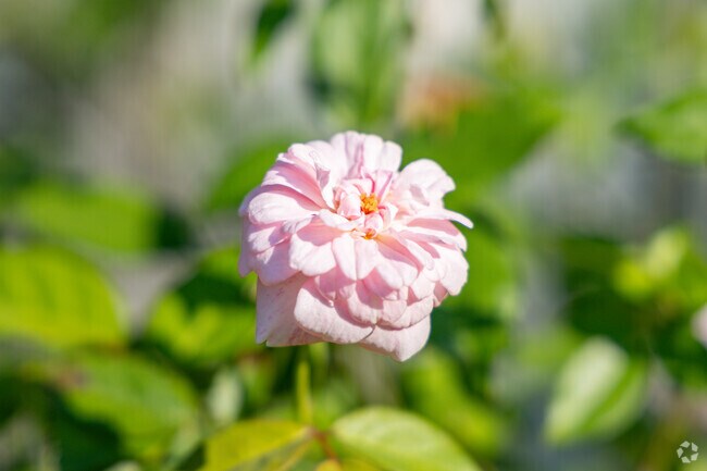 Tennyson Oaks has beautiful flowers that bloom year round.