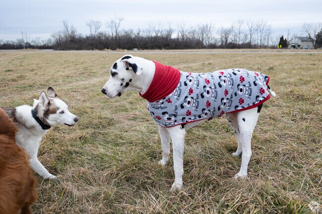 Dogs love to play in the parks of Ottawa.