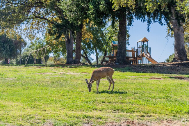 Deer are often spotted near Auburn Lake Trails golf greens.