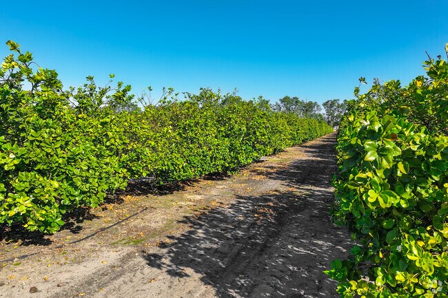 Enjoy the beautiful nature at the Orange Groves in Wahneta.