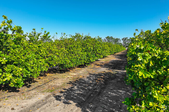 Enjoy the beautiful nature at the Orange Groves in Wahneta.