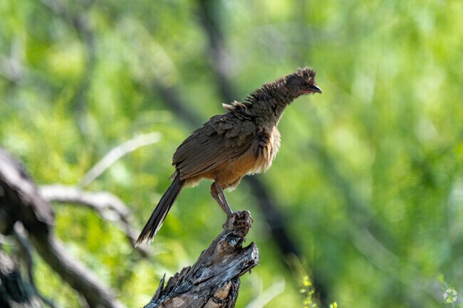 The South Texas Chacalaca can be found in Bentsen Rio Grande Valley State Park.