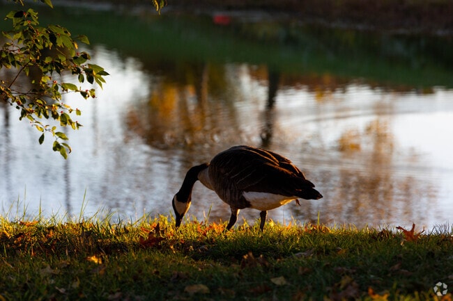 Wildlife can be seen in Middleton-Mills Park.