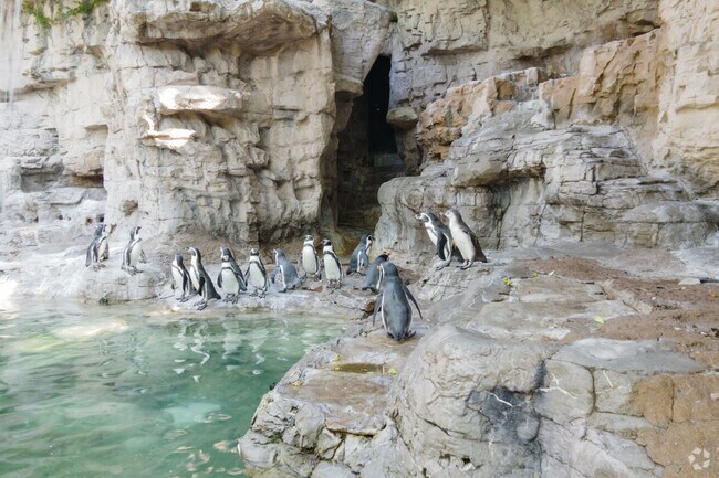 The Saint Louis Zoo in Forest Park is home to over 16,000 animals.