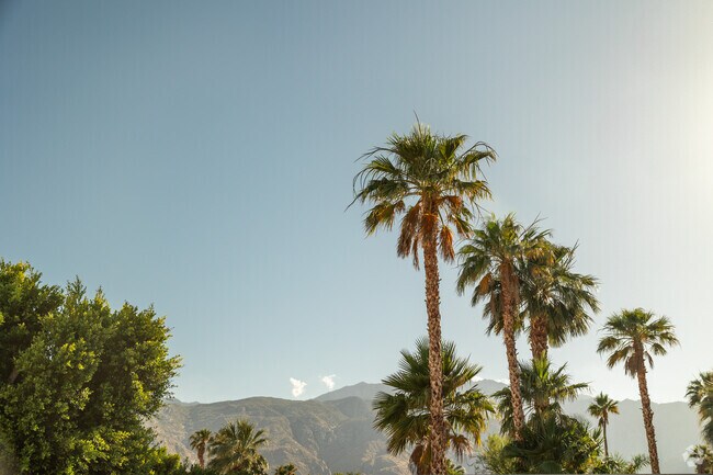 Tall palms provide a backdrop to the laid-back desert lifestyle in Vista Norte.