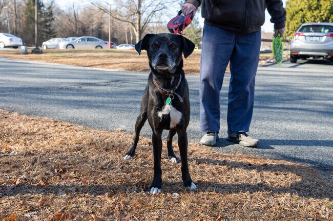 Thompson Hill is a fantastic place to take your furry friend for a long stroll.
