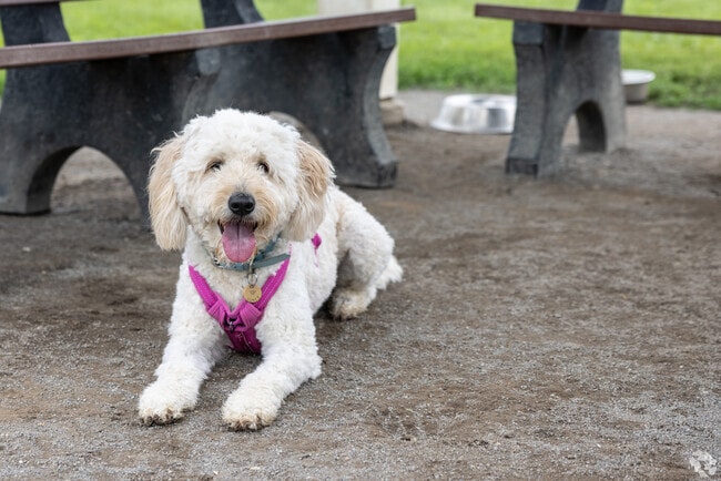 Enjoy some time with your fur baby at Canton Dog Park.