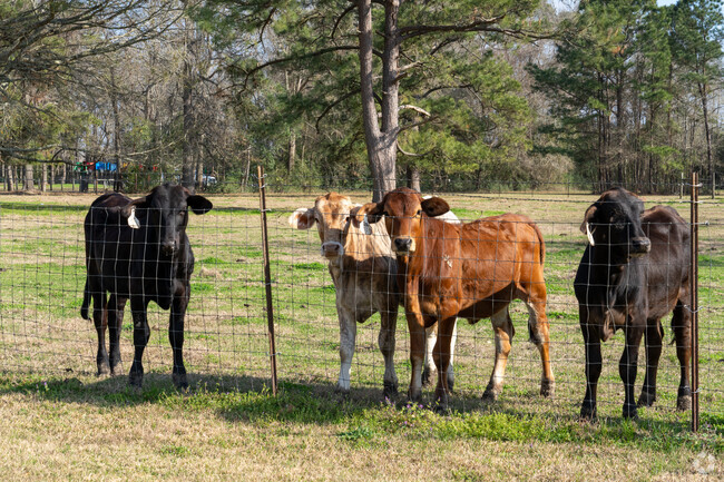 Dayton embraces its rural charm with livestock grazing across the landscape.