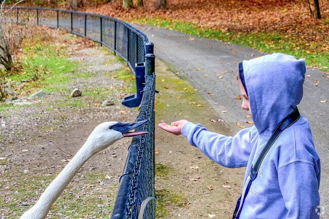 A young visitor feeds a swan at the Kellogg Bird Sanctuary near South Gull Lake.