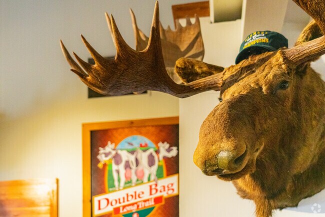 Moose are very popular in the Bridgewater area as they are an iconic symbol of Vermont's green mountains.