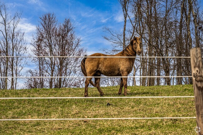 Amwell Township is home to several farms and ranches that are home to animals like horses.