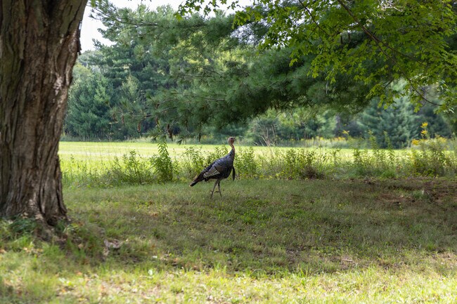 A turkey walks through a clearing just next to Beaver Lake in Chenequa.