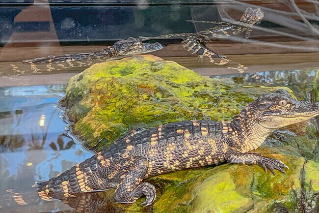 The Shreveport Aquarium has interesting ways to learn about the world around us.