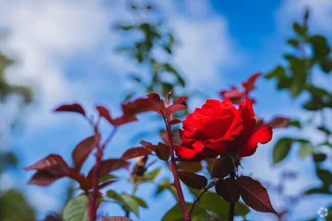 Lakeside Park & Rose Garden smells absolutely heavenly through summer and fall.