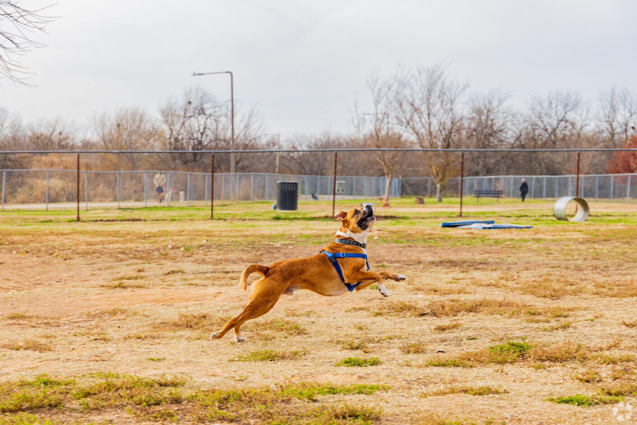A joyful dog is running happily in the Norman Community Dog Park