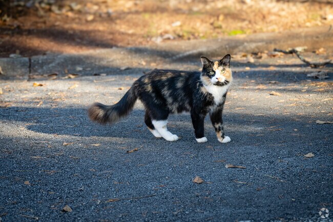 Cats and other wildlife can be found all around the Shady Grove neighborhood.