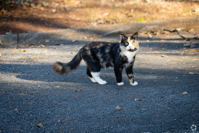 Cats and other wildlife can be found all around the Shady Grove neighborhood.
