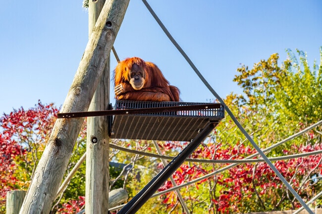 The orangutan habitat is always a fun sign at Como Zoo in Como Park.