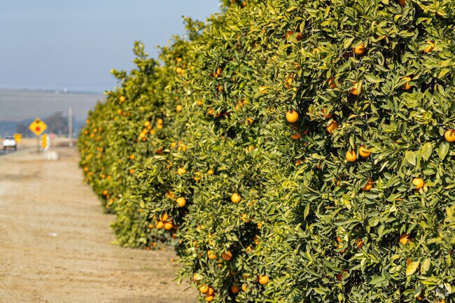 The citrus business has always been a large part of Exeter's economy.