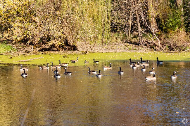 The neighborhood Old Reivers Inn has a large pond with geese.