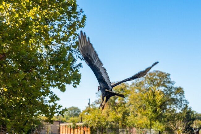 Birds and other wildlife roam free in Wilmer.