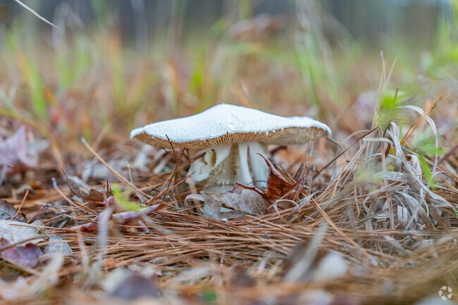 Woodson's dense, peaceful forests are perfect for foraging for mushrooms.