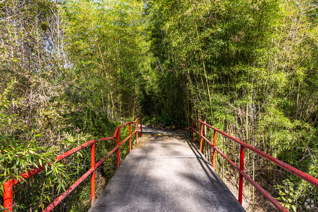 Walk along the bamboo path at Laurens Henry Cohn, Sr. Memorial Plant Arboretum.