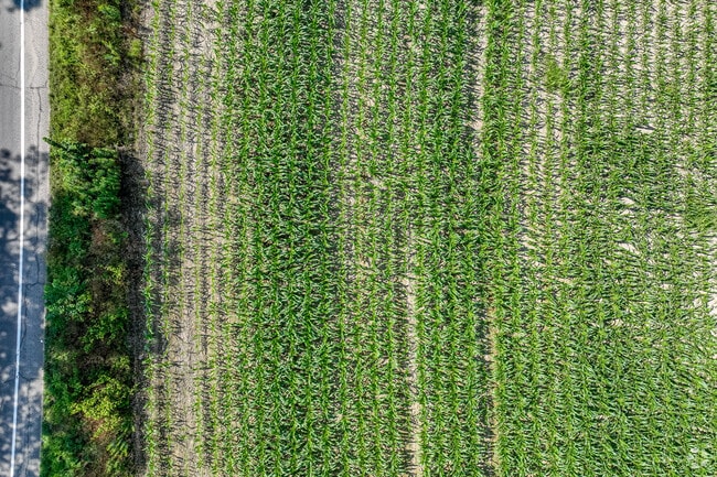 The town of Thetford is filled with corn fields and other crops.