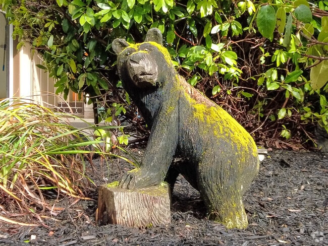 Go check out the famous front lawn bear sculptures in Fircrest.