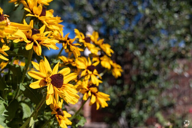 Beautiful sunflowers line the streets of Park View.