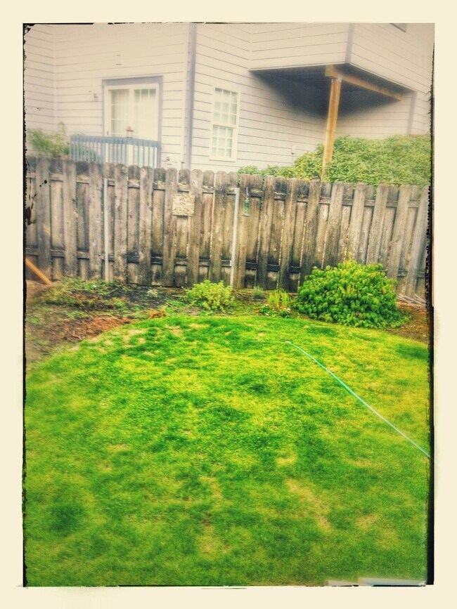 Back yard