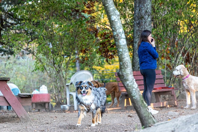Take your pets to the Dedham Dog Park in the town of Dexter.