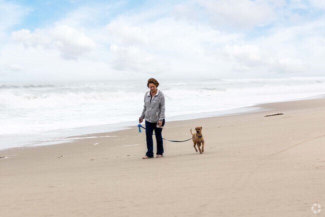 Many locals take their fury friends to the beach for morning walks.